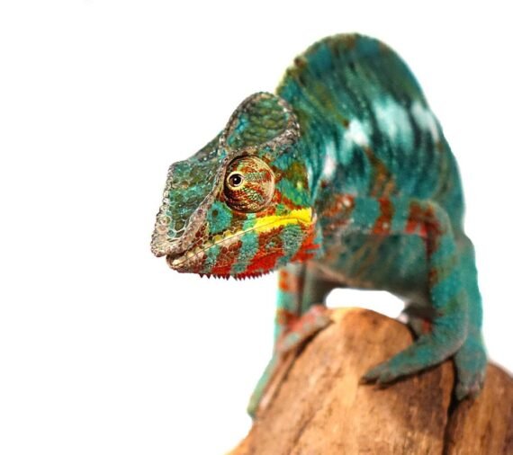 Bermanja Panther Chameleon