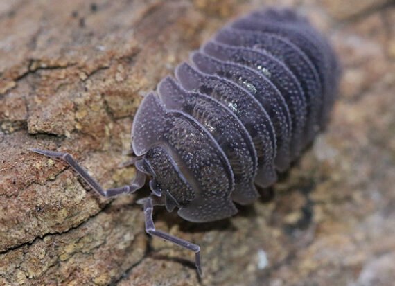 Armadillidium Peraccae Isopods