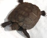 Baby Burmese Brown Mountain Tortoise