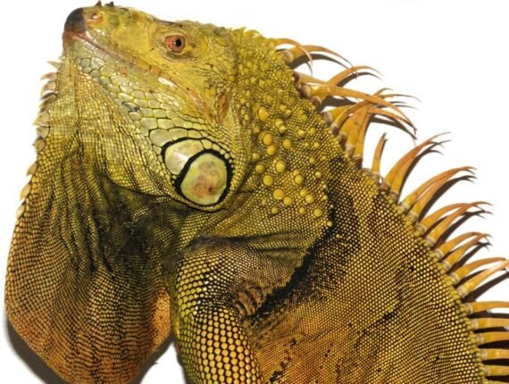 Green Iguanas