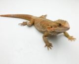 Sunfire Bearded Dragon