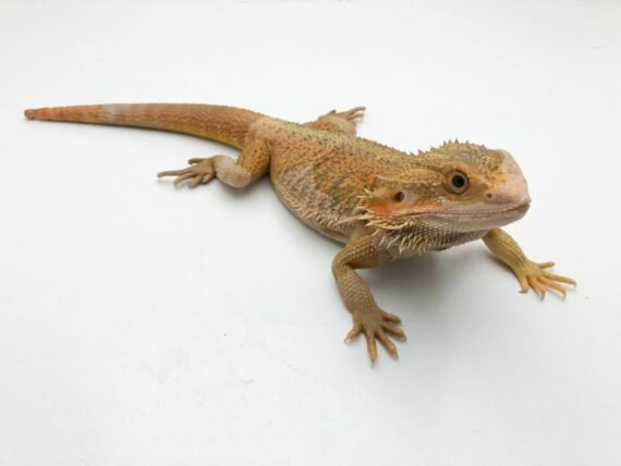 Sunfire Bearded Dragon