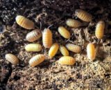 Albino Isopods