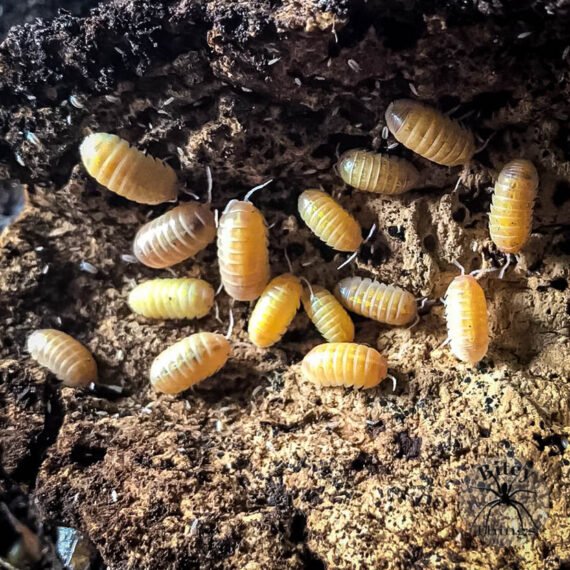 Albino Isopods