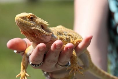 can bearded dragons eat grapes