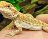 Bearded Dragon