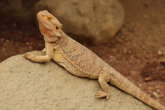 Bearded-Dragon