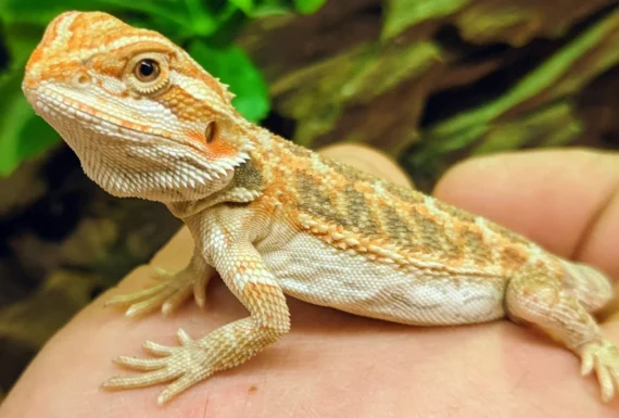 Bearded Dragon