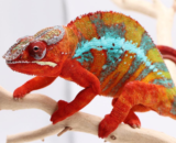 Ambilobe Panther Chameleon