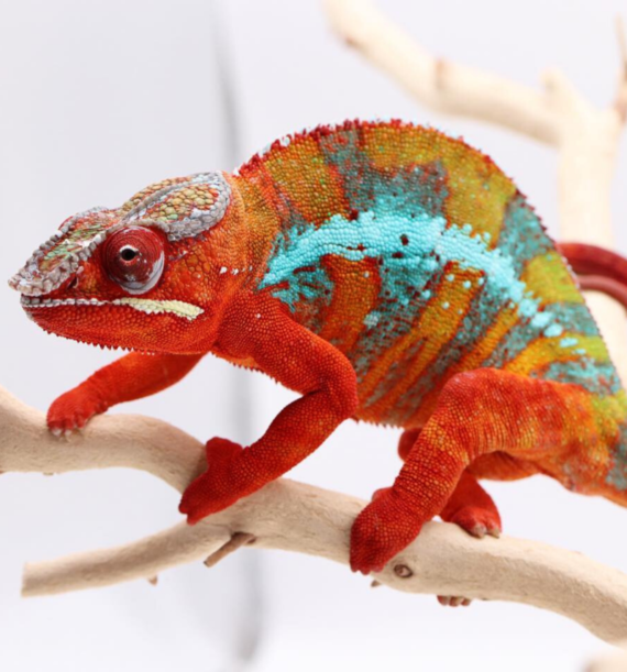 Ambilobe Panther Chameleon