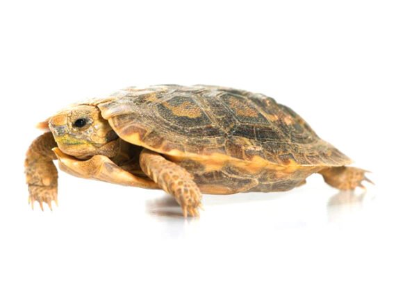 Pancake Tortoise