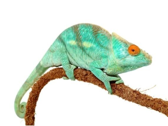 Parsons Chameleon