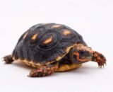 Baby Redfoot Tortoise