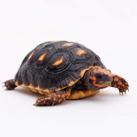 Redfoot Tortoise