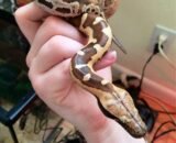 Sumatran Short Tail Python