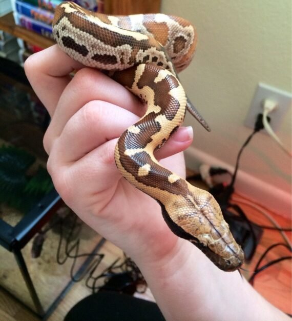 Sumatran Short Tail Python