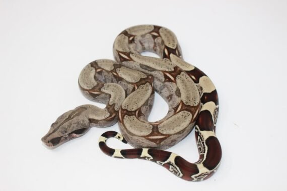 Baby Suriname Red Tail Boa