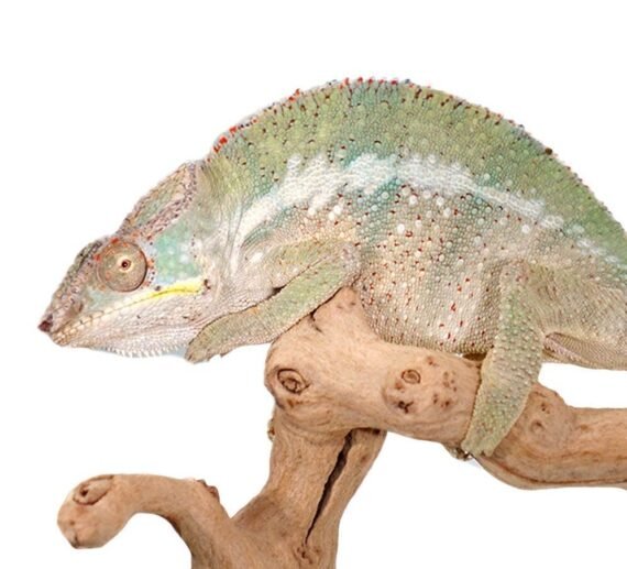 Panther Chameleon