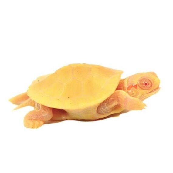 albino red eared slider turtle