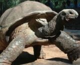 Aldabra Tortoise