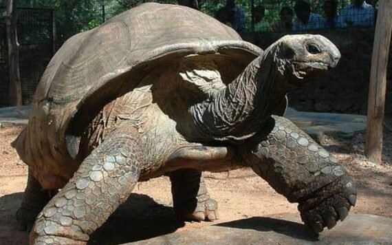 Aldabra Tortoise