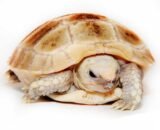 Elongated Tortoise