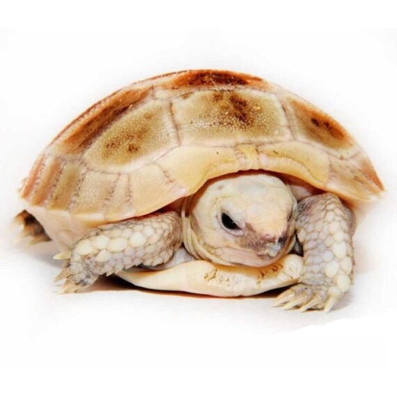 Elongated Tortoise