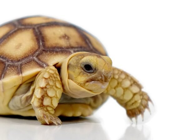 Baby Sulcata Tortoise