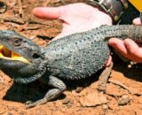 black bearded dragon