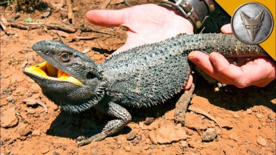 black bearded dragon