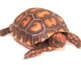 Cherryhead Redfoot Tortoise