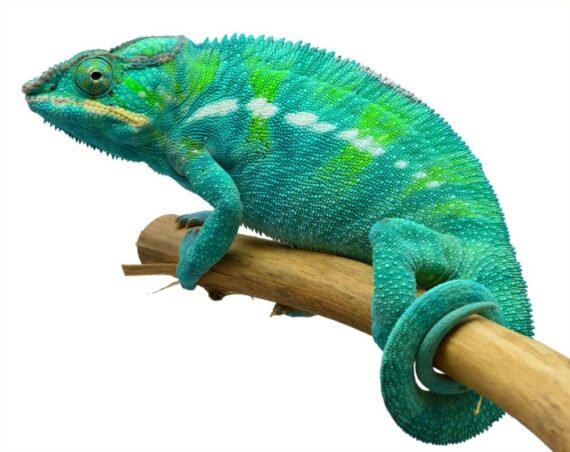 Nosy Be Panther Chameleon