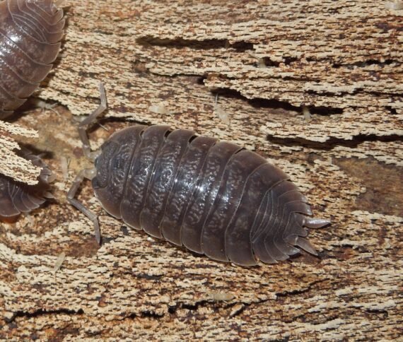 Porcellio Dilatatus