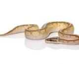 Lesser Ball Python Het Pied