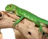 Baby Lesser Antillean Iguana