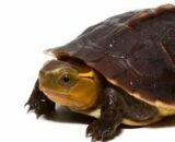 Baby Ceram Asian Box Turtle