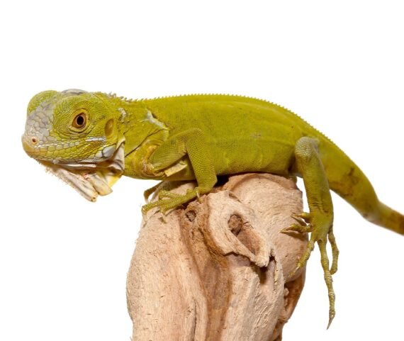 Baby Hypo Iguana