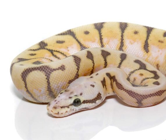 Scaleless Head Ball Python