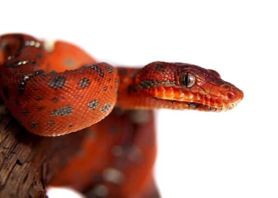 Emerald Tree Boa