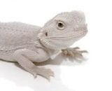 Hypo Zero Bearded Dragon