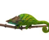 OShaughnessys Chameleon