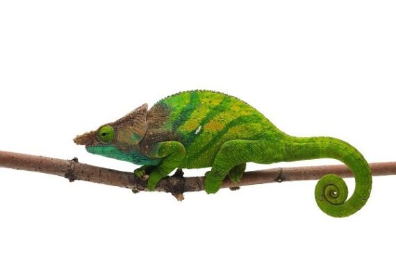 OShaughnessys Chameleon