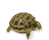 Baby Russian Tortoise