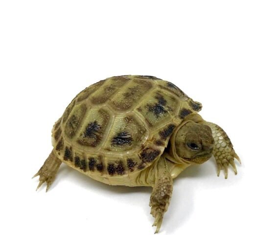 Baby Russian Tortoise