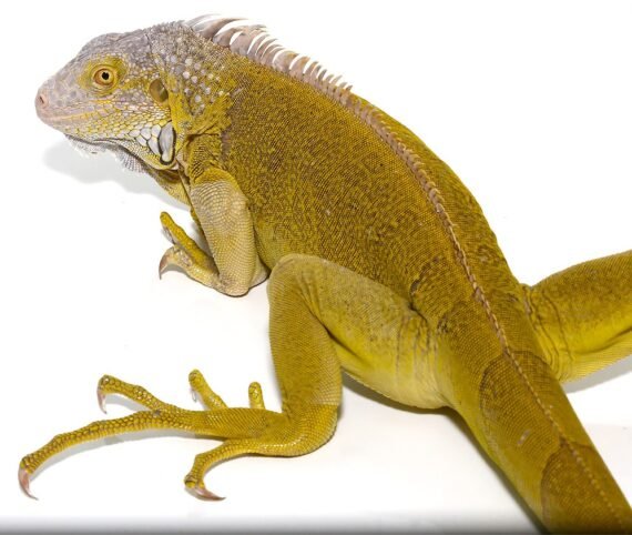 Yearling Hypo Iguana