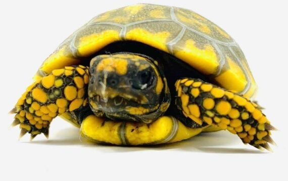 Baby Yellowfoot Tortoise