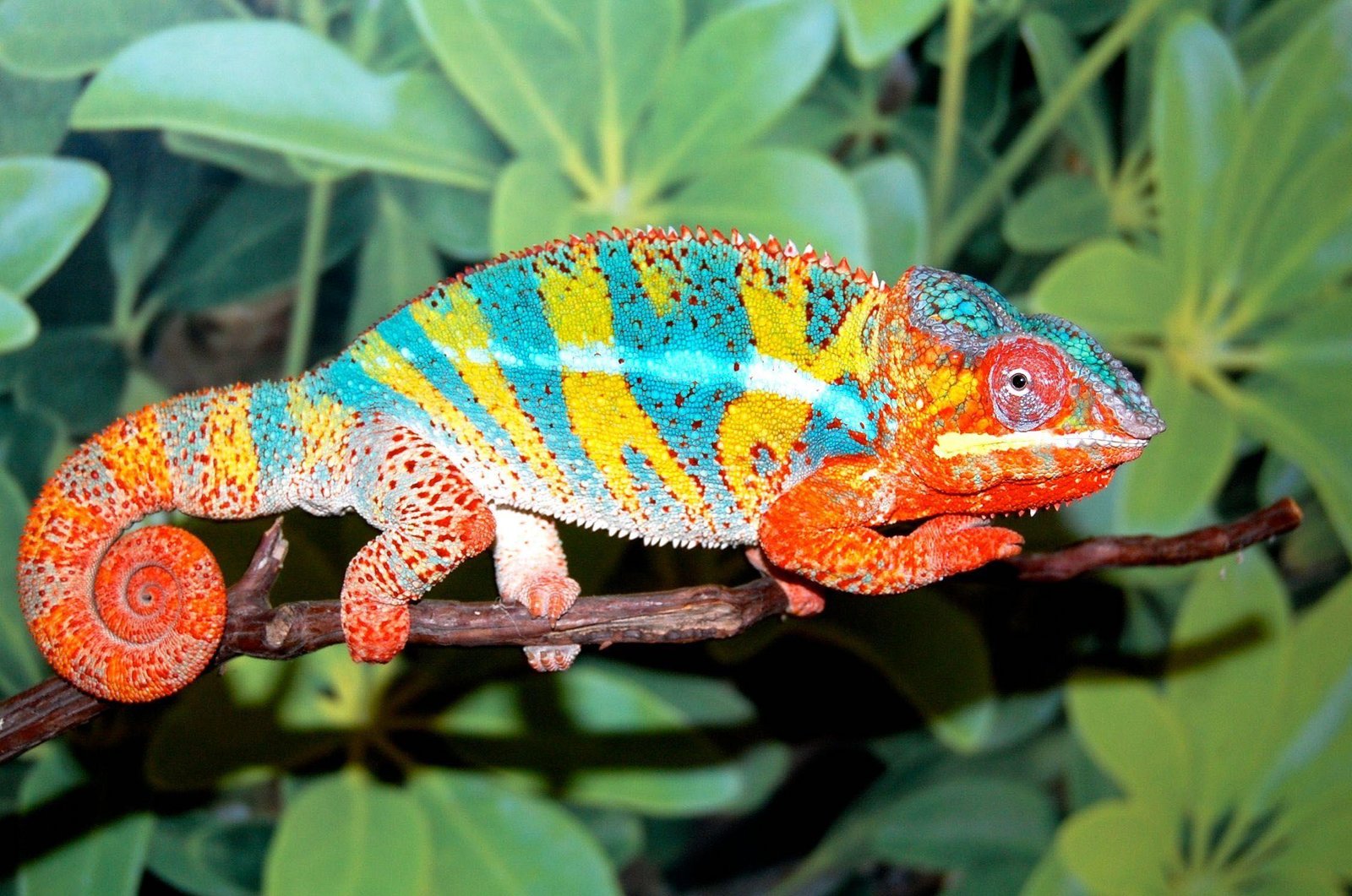 wp5041979 panther chameleons wallpapers