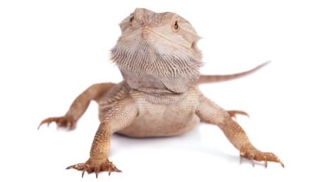 Central Bearded Dragon