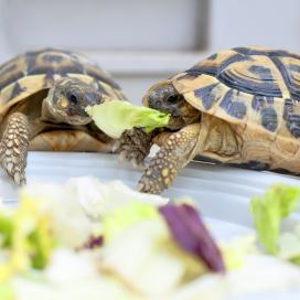 Pearl River Map Turtle for Sale