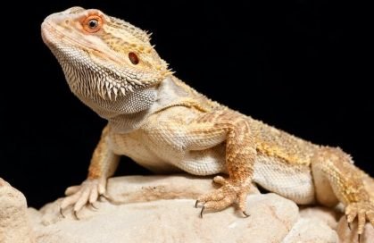 how much is a bearded dragon